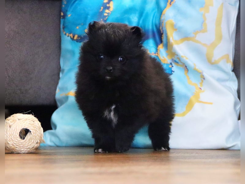 Reinrassige hübscher Pomeranian Hündin Zwergspitz