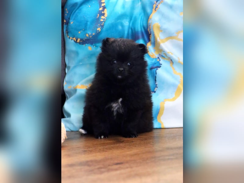Reinrassige hübscher Pomeranian Hündin Zwergspitz