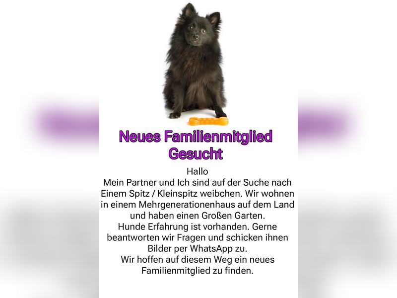 Wir suchen einen Spitz/Kleinspitz