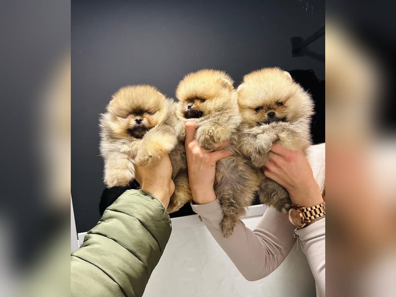 BOO TEDDY Pomeranian zwergspitz Welpen