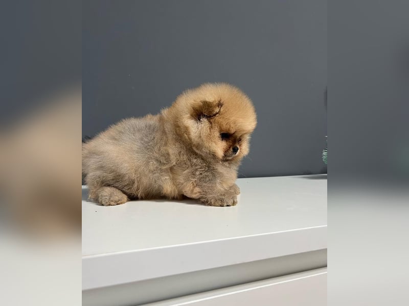 BOO TEDDY Pomeranian zwergspitz Welpen