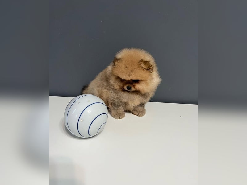 BOO TEDDY Pomeranian zwergspitz Welpen
