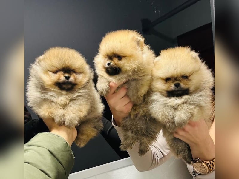 BOO TEDDY Pomeranian zwergspitz Welpen