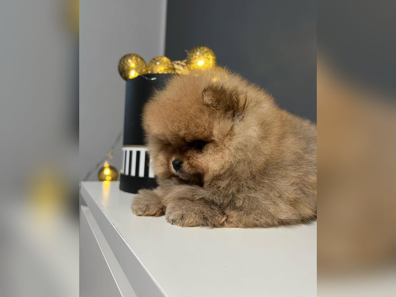 BOO TEDDY Pomeranian zwergspitz Welpen