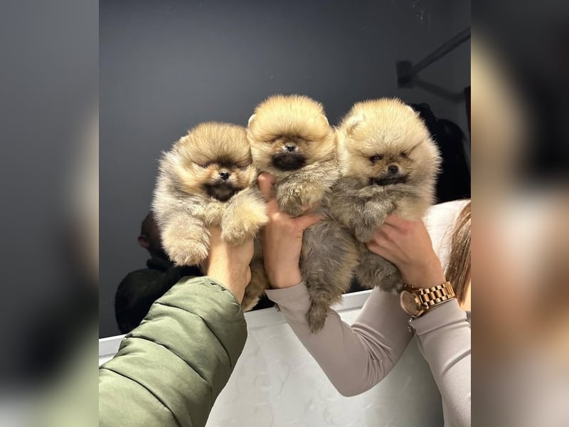BOO TEDDY Pomeranian zwergspitz Welpen