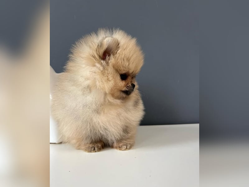 BOO TEDDY Pomeranian zwergspitz Welpen