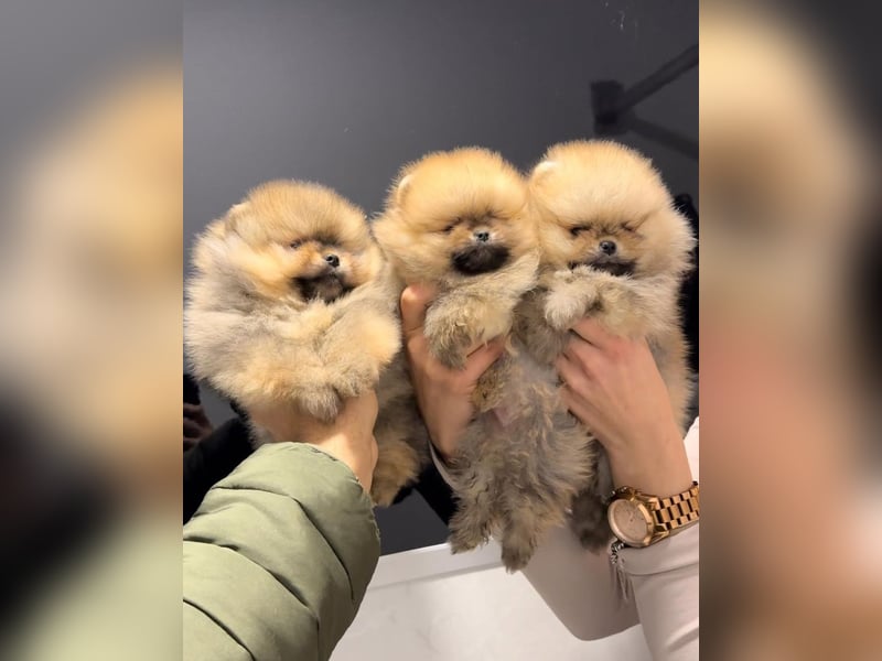 BOO TEDDY Pomeranian zwergspitz Welpen
