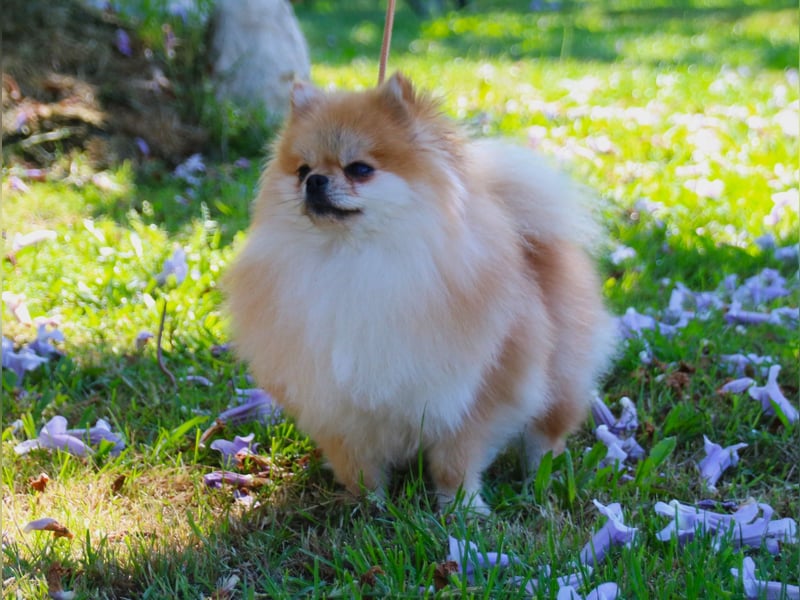 Zwergspitz Hündin in Orange Sable