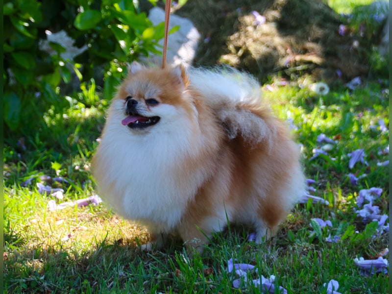 Zwergspitz Hündin in Orange Sable