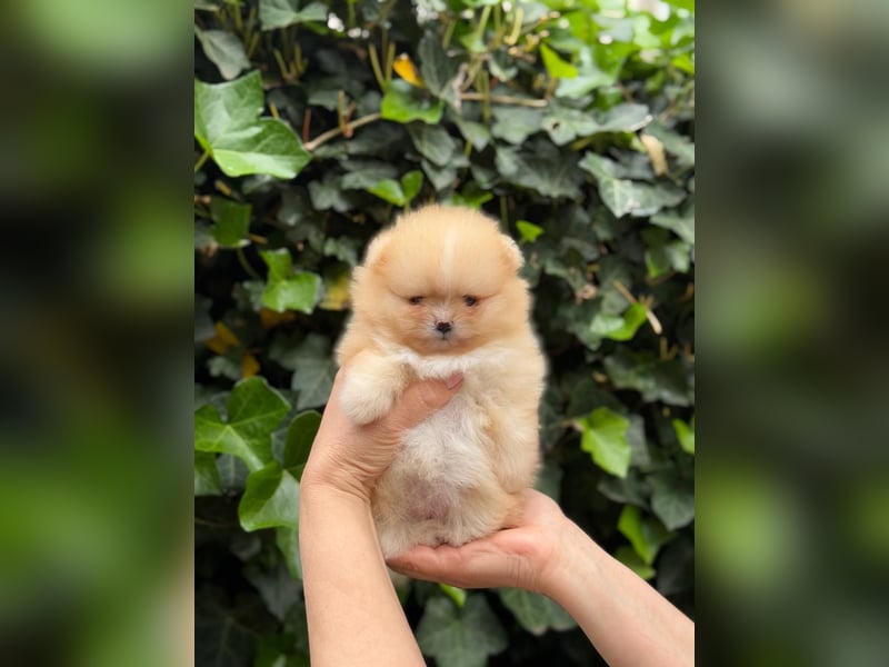 Pomeranian/Zwergspitz-Welpen