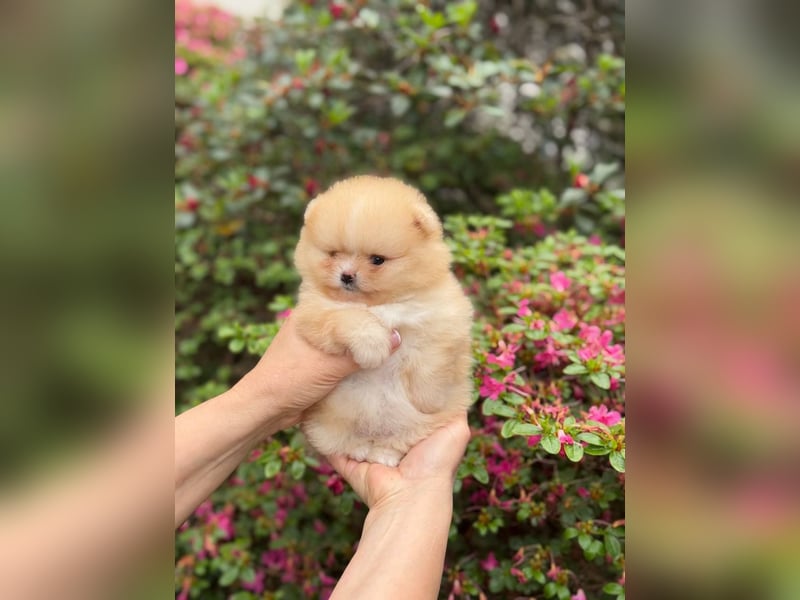 Pomeranian/Zwergspitz-Welpen