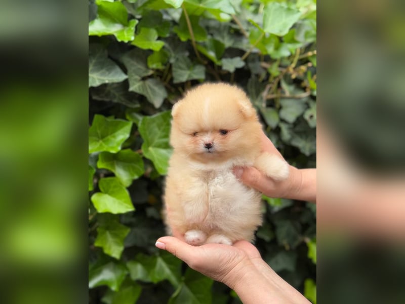 Pomeranian/Zwergspitz-Welpen