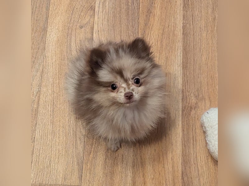 Zwergspitz Pomeranian Hündin in choco merle