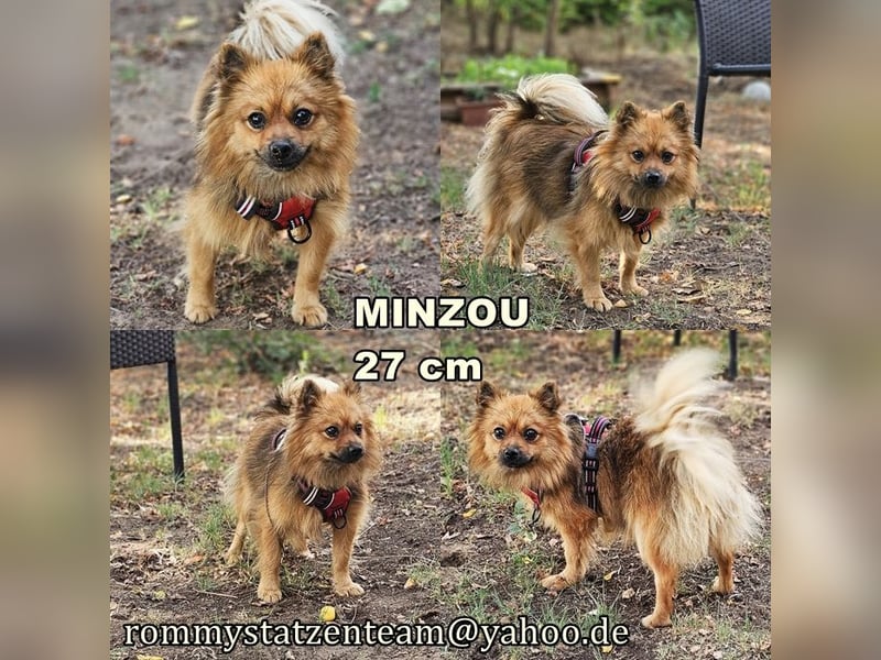 Minzou ist ein kluges, pfiffiges Hundemädel