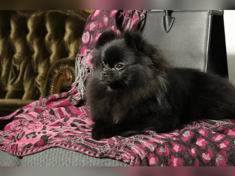 Ivy, wunderschöne Pomeranian / Deutscher Zwergspitz, Hündin mit Ahnentafel, für Zucht geeignet