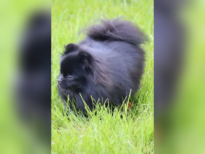 Ivy, wunderschöne Pomeranian / Deutscher Zwergspitz, Hündin mit Ahnentafel, für Zucht geeignet