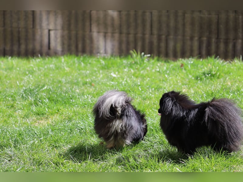 Ivy, wunderschöne Pomeranian / Deutscher Zwergspitz, Hündin mit Ahnentafel, für Zucht geeignet