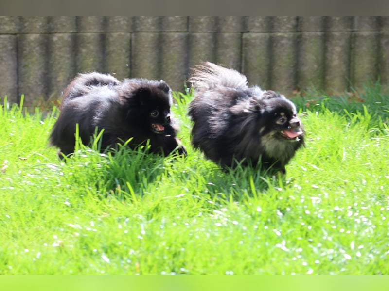 Ivy, wunderschöne Pomeranian / Deutscher Zwergspitz, Hündin mit Ahnentafel, für Zucht geeignet