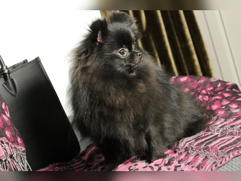 Ivy, wunderschöne Pomeranian / Deutscher Zwergspitz, Hündin mit Ahnentafel, für Zucht geeignet