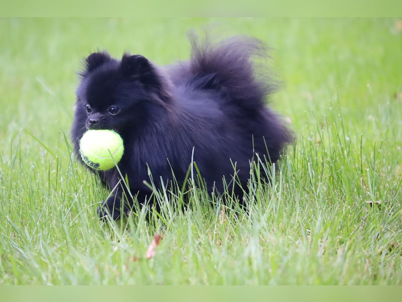 Ivy, wunderschöne Pomeranian / Deutscher Zwergspitz, Hündin mit Ahnentafel, für Zucht geeignet