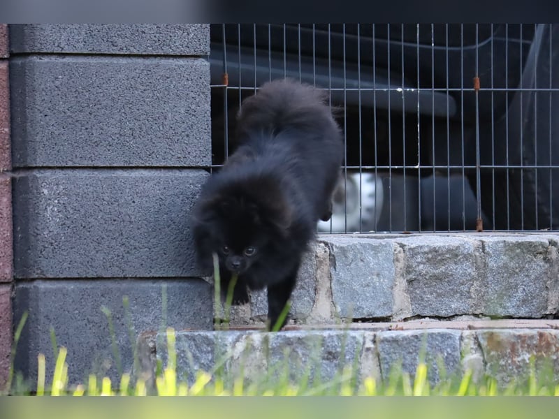 Ivy, wunderschöne Pomeranian / Deutscher Zwergspitz, Hündin mit Ahnentafel, für Zucht geeignet