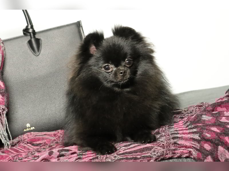 Ivy, wunderschöne Pomeranian / Deutscher Zwergspitz, Hündin mit Ahnentafel, für Zucht geeignet