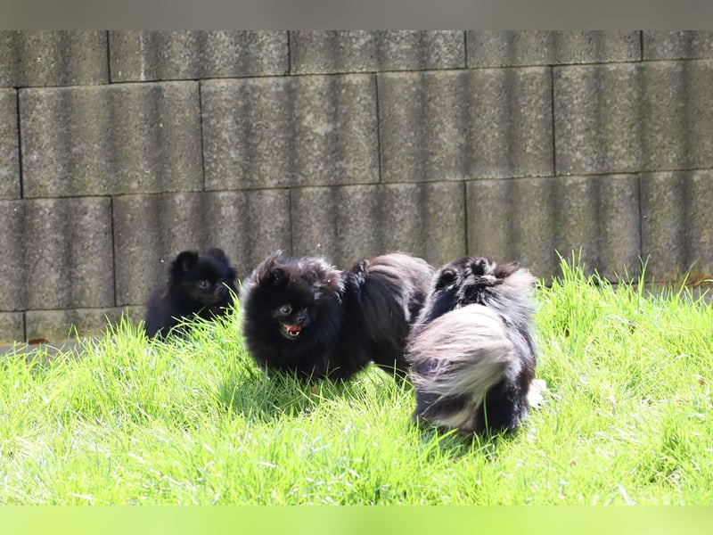 Ivy, wunderschöne Pomeranian / Deutscher Zwergspitz, Hündin mit Ahnentafel, für Zucht geeignet