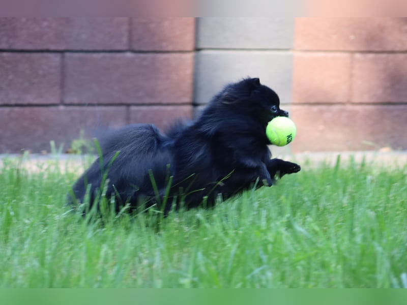 Ivy, wunderschöne Pomeranian / Deutscher Zwergspitz, Hündin mit Ahnentafel, für Zucht geeignet