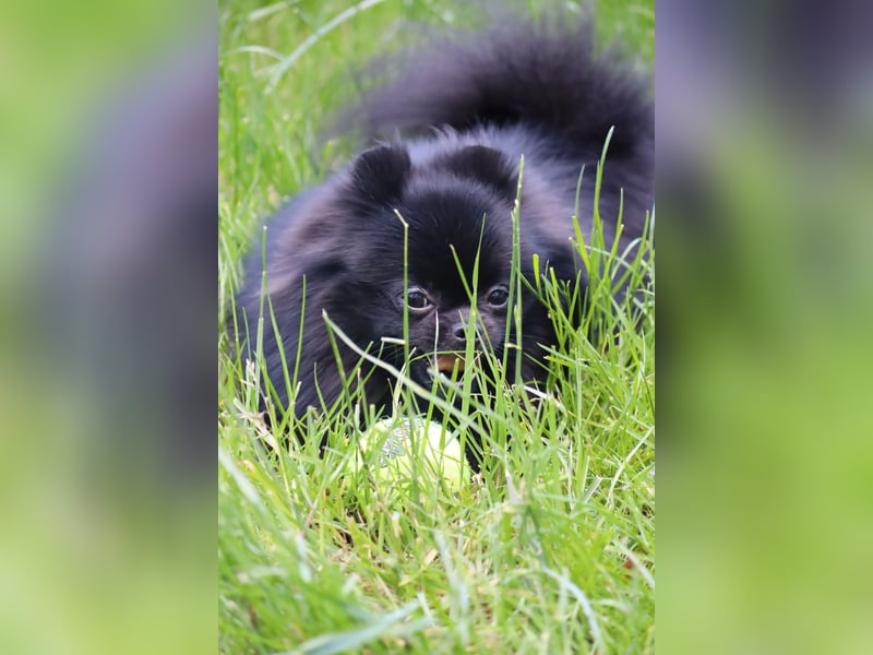 Ivy, wunderschöne Pomeranian / Deutscher Zwergspitz, Hündin mit Ahnentafel, für Zucht geeignet