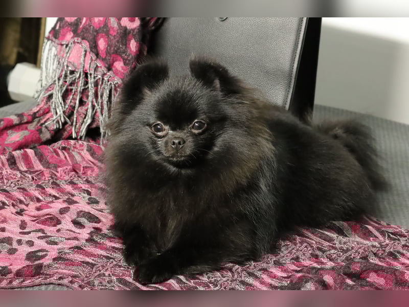 Ivy, wunderschöne Pomeranian / Deutscher Zwergspitz, Hündin mit Ahnentafel, für Zucht geeignet