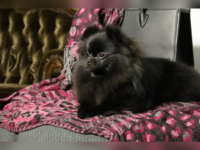 Ivy, wunderschöne Pomeranian / Deutscher Zwergspitz, Hündin mit Ahnentafel, für Zucht geeignet