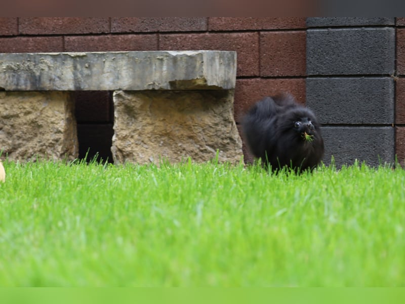 Ivy, wunderschöne Pomeranian / Deutscher Zwergspitz, Hündin mit Ahnentafel, für Zucht geeignet