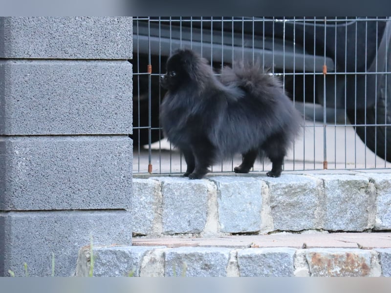 Ivy, wunderschöne Pomeranian / Deutscher Zwergspitz, Hündin mit Ahnentafel, für Zucht geeignet