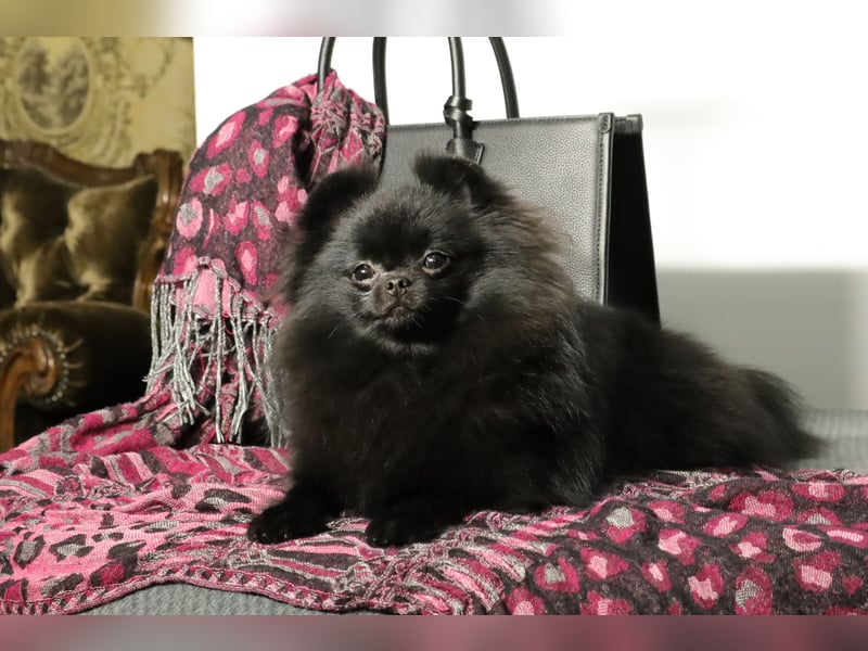 Ivy, wunderschöne Pomeranian / Deutscher Zwergspitz, Hündin mit Ahnentafel, für Zucht geeignet