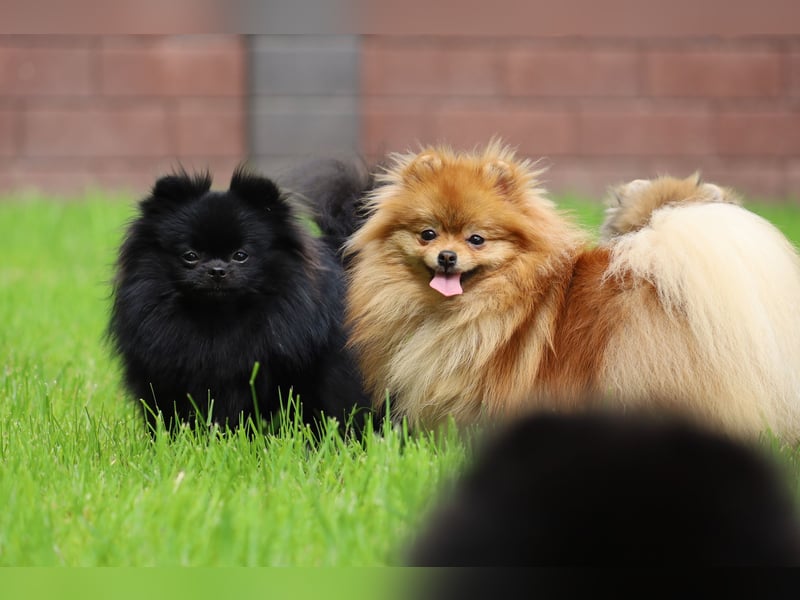 Ivy, wunderschöne Pomeranian / Deutscher Zwergspitz, Hündin mit Ahnentafel, für Zucht geeignet
