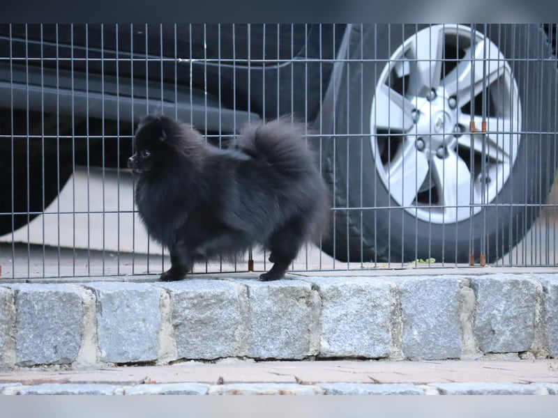 Ivy, wunderschöne Pomeranian / Deutscher Zwergspitz, Hündin mit Ahnentafel, für Zucht geeignet