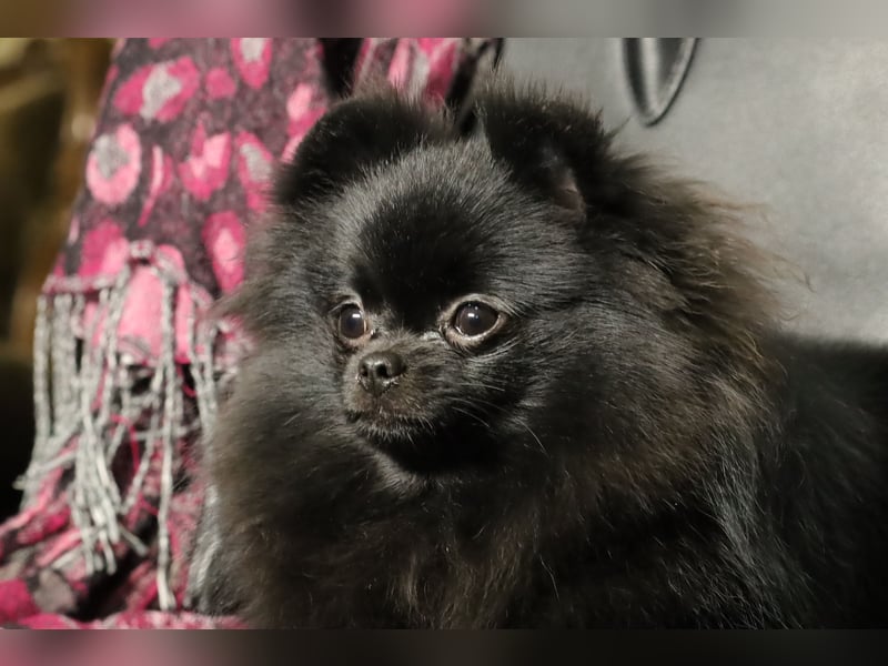 Ivy, wunderschöne Pomeranian / Deutscher Zwergspitz, Hündin mit Ahnentafel, für Zucht geeignet