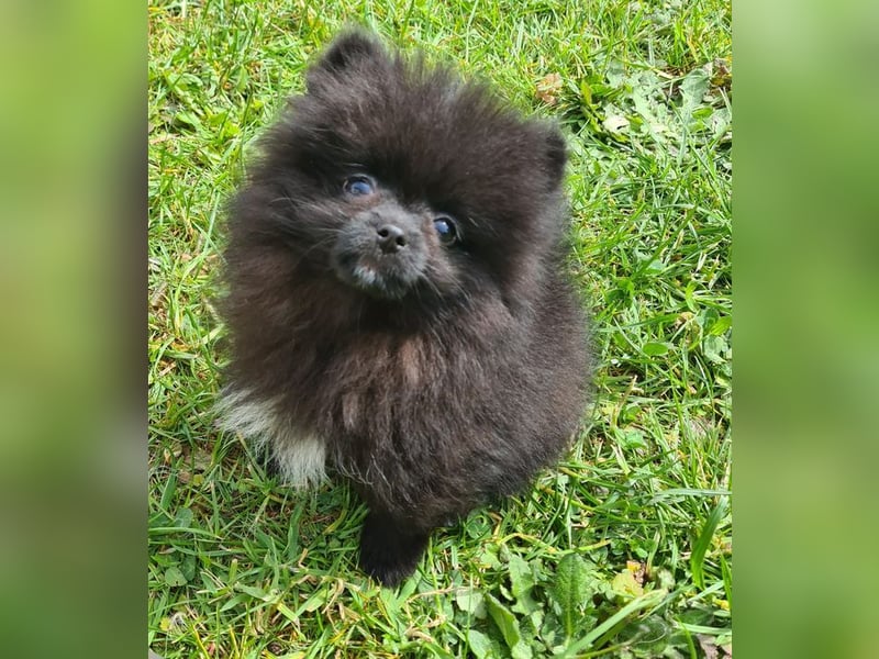 Unser sehr kleines Pomeranian Zwergspitz Mädel "Yulie" sucht Kuschelpartner