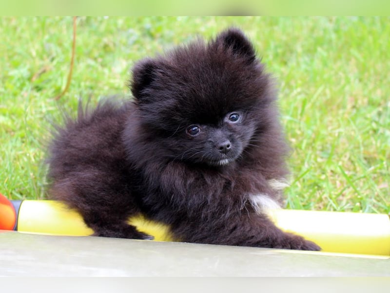 Unser sehr kleines Pomeranian Zwergspitz Mädel "Yulie" sucht Kuschelpartner