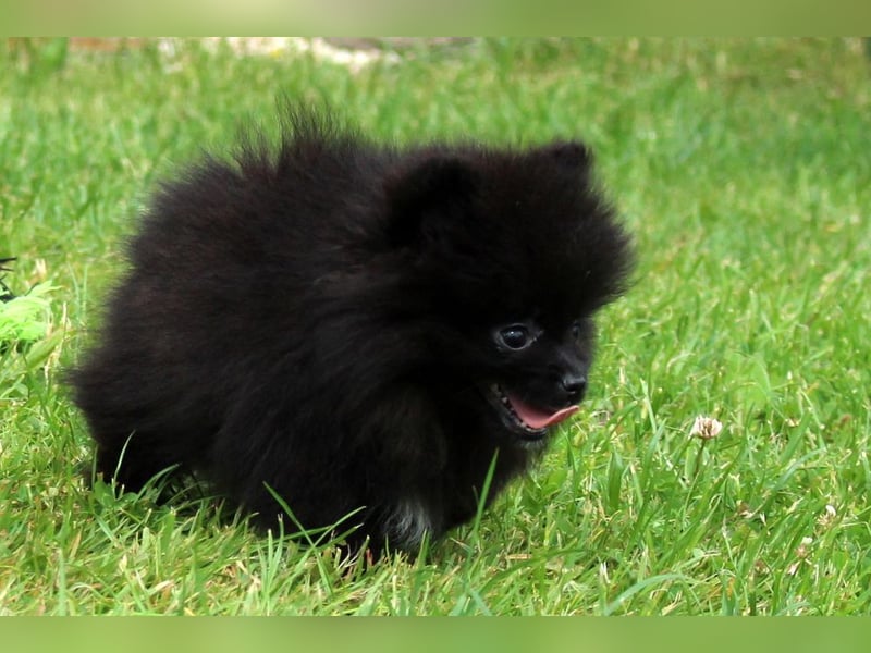 Unser sehr kleines Pomeranian Zwergspitz Mädel "Yulie" sucht Kuschelpartner