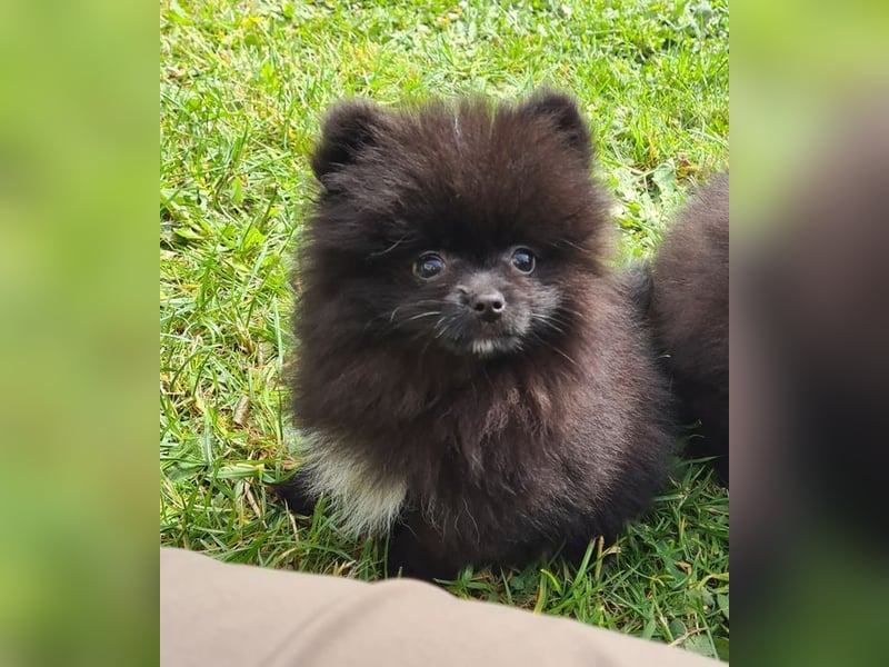 Unser sehr kleines Pomeranian Zwergspitz Mädel "Yulie" sucht Kuschelpartner