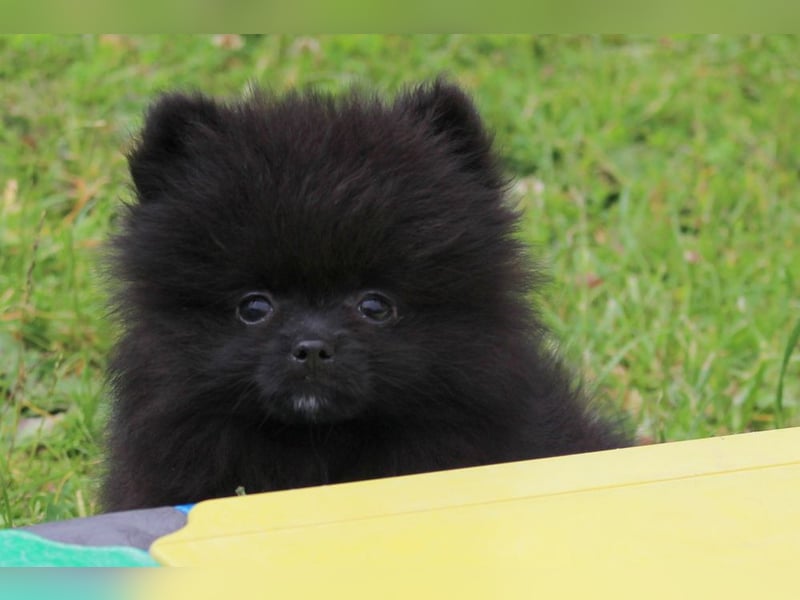 Unser sehr kleines Pomeranian Zwergspitz Mädel "Yulie" sucht Kuschelpartner