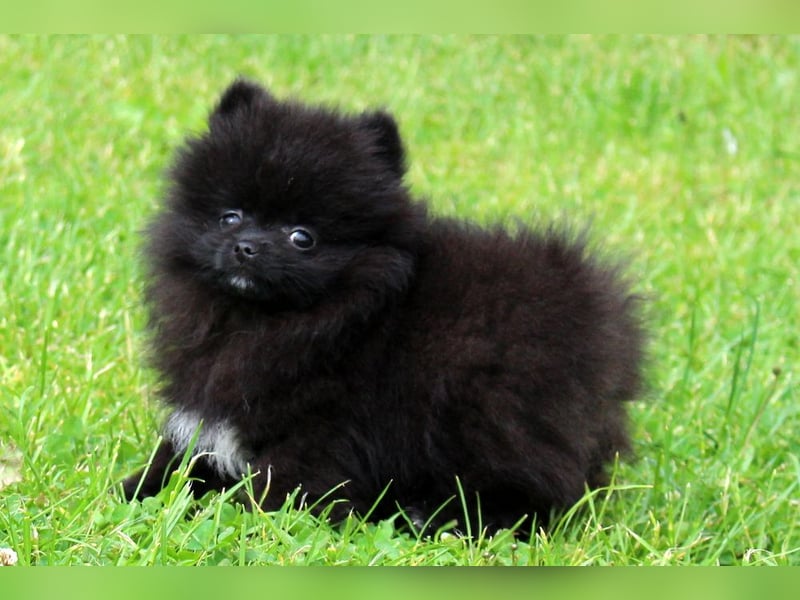Unser sehr kleines Pomeranian Zwergspitz Mädel "Yulie" sucht Kuschelpartner