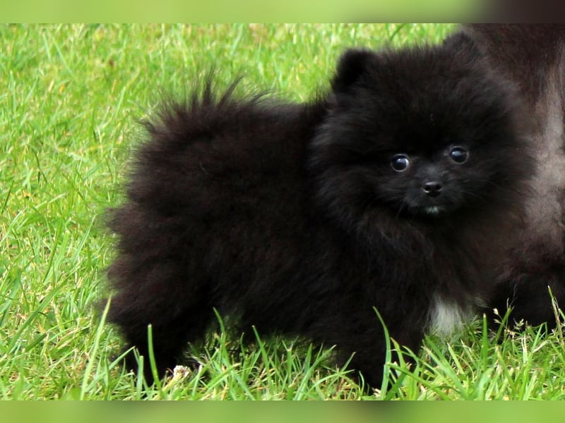 Unser sehr kleines Pomeranian Zwergspitz Mädel "Yulie" sucht Kuschelpartner