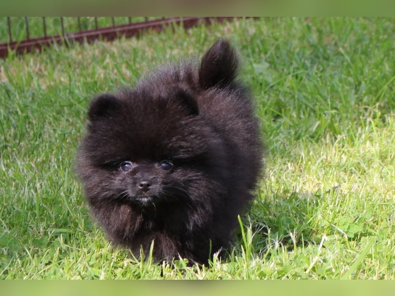 Unser sehr kleines Pomeranian Zwergspitz Mädel "Yulie" sucht Kuschelpartner