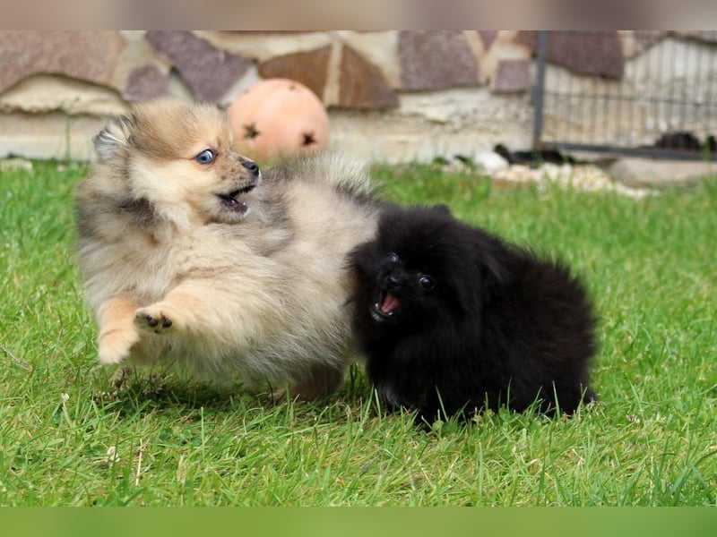 Unser sehr kleines Pomeranian Zwergspitz Mädel "Yulie" sucht Kuschelpartner