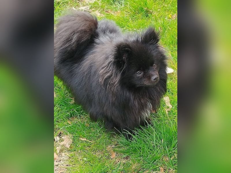 Pomeranian Zwergspitz Hündin Abgabe ab Oktober 2025