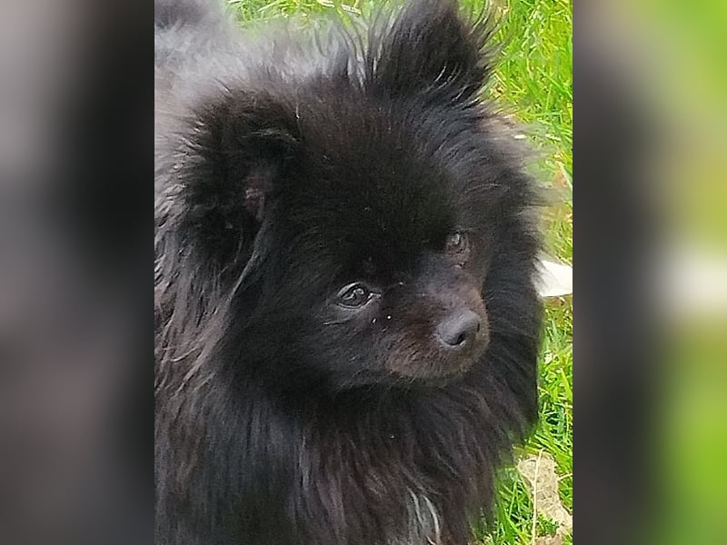 Pomeranian Zwergspitz Hündin Abgabe ab Oktober 2025