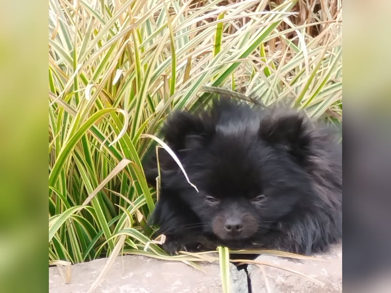 Pomeranian Zwergspitz Hündin Abgabe ab Oktober 2025