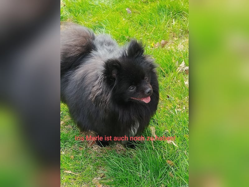 Pomeranian Zwergspitz Hündin zwei Jahre jung.